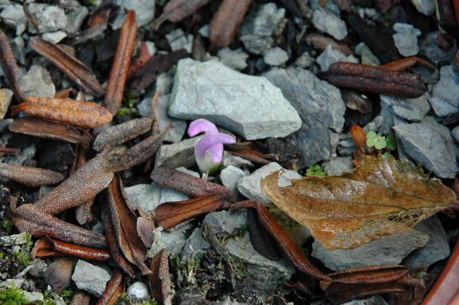 Colchicum montanum en fleurs dans les éboulis calcaires des Pyrénées